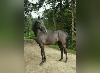 Koń westfalski, Wałach, 11 lat, 170 cm, Kara