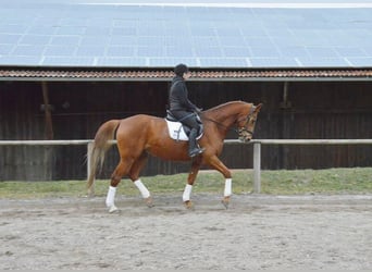 Koń westfalski, Wałach, 11 lat, 173 cm, Kasztanowata