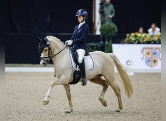Koń westfalski, Wałach, 12 lat, 146 cm, Izabelowata