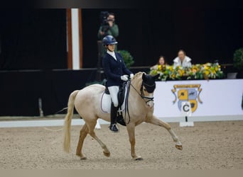 Koń westfalski, Wałach, 12 lat, 146 cm, Izabelowata