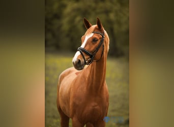 Koń westfalski, Wałach, 12 lat, 165 cm, Kasztanowata