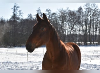Koń westfalski, Wałach, 12 lat, 167 cm, Gniada