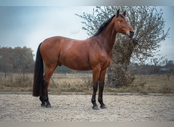 Koń westfalski, Wałach, 12 lat, 168 cm, Gniada