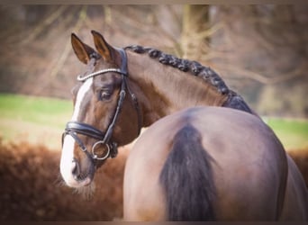 Koń westfalski, Wałach, 12 lat, 170 cm, Ciemnogniada