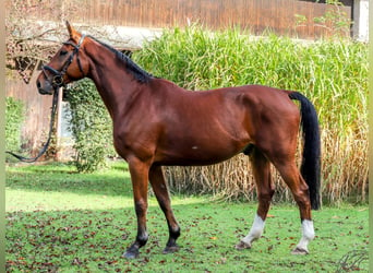 Koń westfalski, Wałach, 12 lat, 172 cm, Gniada