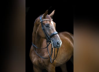 Koń westfalski, Wałach, 12 lat, 175 cm, Ciemnokasztanowata