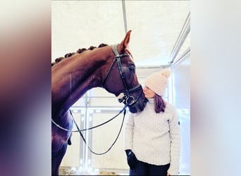 Koń westfalski, Wałach, 12 lat, 175 cm, Ciemnokasztanowata