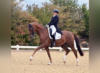 Koń westfalski, Wałach, 12 lat, 175 cm, Kasztanowata