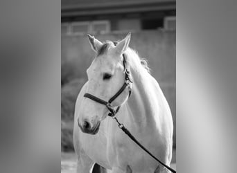 Koń westfalski, Wałach, 12 lat, 180 cm, Siwa
