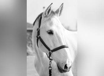 Koń westfalski, Wałach, 12 lat, 180 cm, Siwa