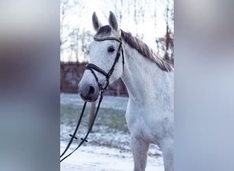 Koń westfalski, Wałach, 12 lat, 182 cm, Siwa w hreczce