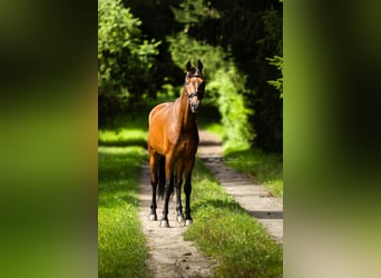 Koń westfalski, Wałach, 13 lat, 168 cm, Gniada