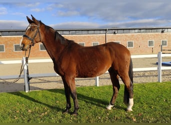 Koń westfalski, Wałach, 13 lat, 170 cm, Gniada