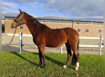 Koń westfalski, Wałach, 13 lat, 170 cm, Gniada