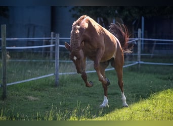 Koń westfalski, Wałach, 13 lat, 175 cm, Kasztanowata