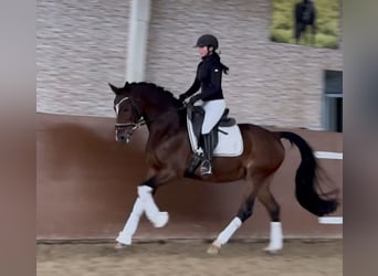 Koń westfalski, Wałach, 15 lat, 165 cm, Gniada