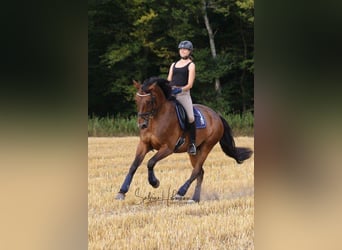 Koń westfalski, Wałach, 15 lat, 170 cm, Ciemnogniada