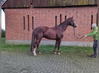 Koń westfalski, Wałach, 15 lat, 173 cm, Ciemnokasztanowata