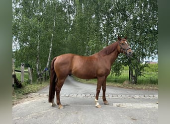 Koń westfalski, Wałach, 16 lat, 161 cm, Kasztanowata