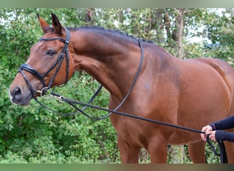 Koń westfalski, Wałach, 16 lat, 168 cm, Gniada