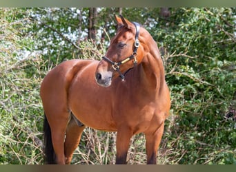 Koń westfalski, Wałach, 16 lat, 168 cm, Gniada