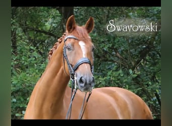 Koń westfalski, Wałach, 16 lat, 173 cm, Ciemnokasztanowata