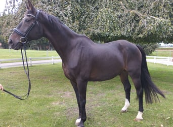 Koń westfalski, Wałach, 19 lat, 170 cm, Ciemnogniada