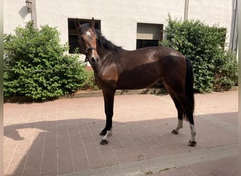 Koń westfalski, Wałach, 2 lat, 161 cm, Ciemnogniada