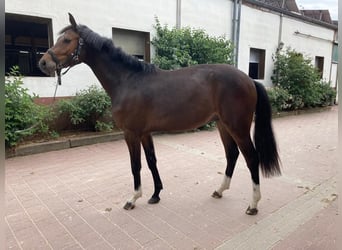 Koń westfalski, Wałach, 2 lat, 161 cm, Ciemnogniada