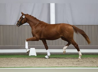 Koń westfalski, Wałach, 2 lat, 170 cm, Kasztanowata