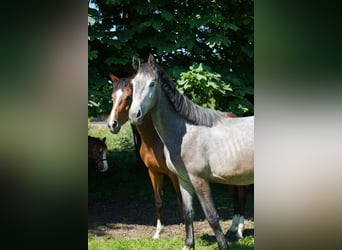 Koń westfalski, Wałach, 2 lat, 170 cm, Siwa w hreczce
