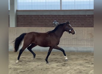 Koń westfalski, Wałach, 3 lat, 160 cm, Gniada