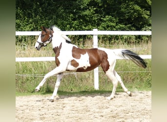 Koń westfalski, Wałach, 3 lat, 160 cm, Srokata
