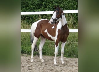 Koń westfalski, Wałach, 3 lat, 160 cm, Srokata