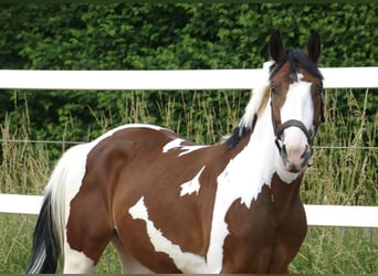 Koń westfalski, Wałach, 3 lat, 160 cm, Srokata
