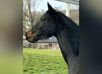 Koń westfalski, Wałach, 3 lat, 162 cm, Ciemnogniada