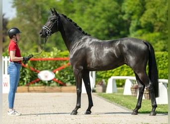 Koń westfalski, Wałach, 3 lat, 164 cm, Kara