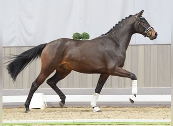 Koń westfalski, Wałach, 3 lat, 165 cm, Ciemnogniada