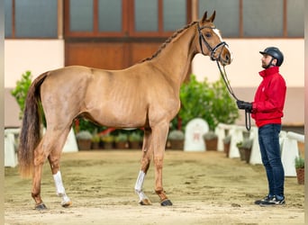 Koń westfalski, Wałach, 3 lat, 165 cm, Ciemnokasztanowata