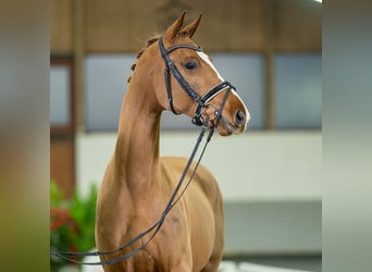 Koń westfalski, Wałach, 3 lat, 165 cm, Ciemnokasztanowata