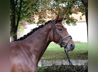 Koń westfalski, Wałach, 3 lat, 165 cm, Gniada
