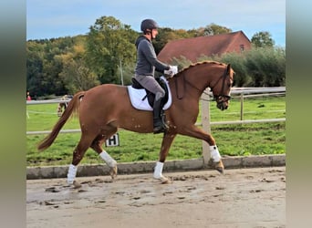 Koń westfalski, Wałach, 3 lat, 165 cm, Kasztanowata