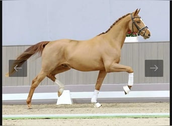 Koń westfalski, Wałach, 3 lat, 165 cm, Kasztanowata