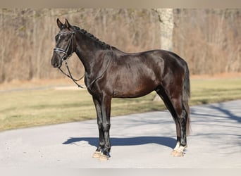 Koń westfalski, Wałach, 3 lat, 165 cm, Może być siwy