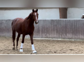 Koń westfalski, Wałach, 3 lat, 166 cm, Ciemnokasztanowata