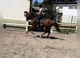 Koń westfalski, Wałach, 3 lat, 166 cm, Ciemnokasztanowata