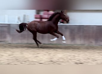 Koń westfalski, Wałach, 3 lat, 166 cm, Ciemnokasztanowata