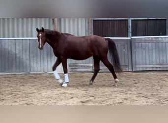 Koń westfalski, Wałach, 3 lat, 166 cm, Ciemnokasztanowata