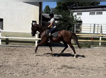 Koń westfalski, Wałach, 3 lat, 166 cm, Ciemnokasztanowata