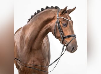Koń westfalski, Wałach, 3 lat, 166 cm, Ciemnokasztanowata